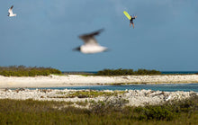 Carica l'immagine nel visualizzatore di Gallery, action_shot