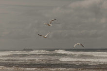 Lade das Bild in den Galerie-Viewer, action_shot